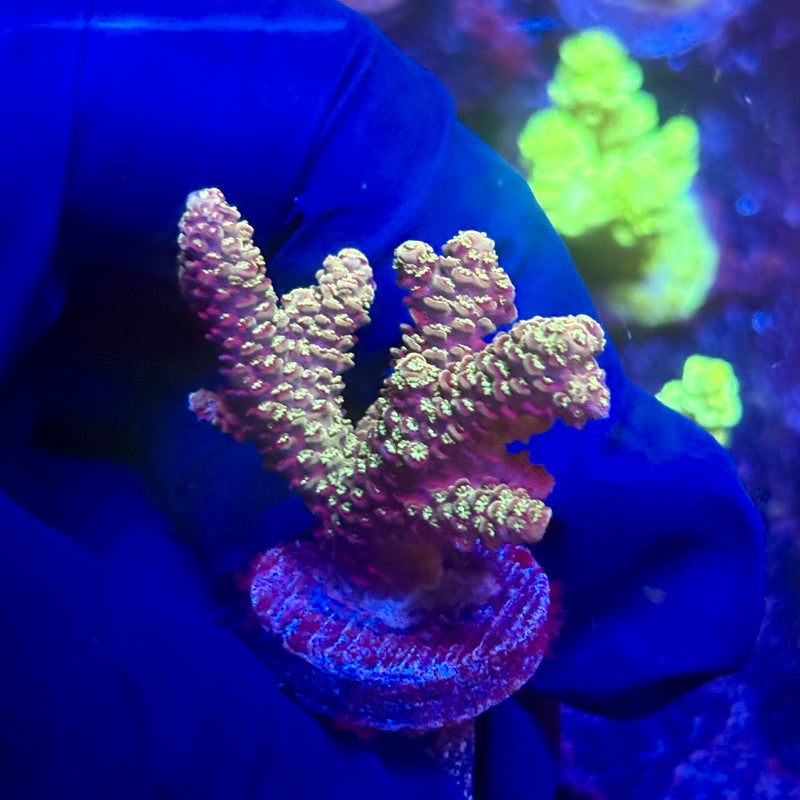 K5-D02-M12 || KFC Indo Millepora SPS Frag WYSIWYG
