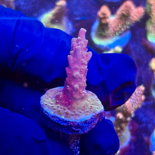 K5-D06-M12 || KFC Indo Smooth Skin SPS Frag WYSIWYG