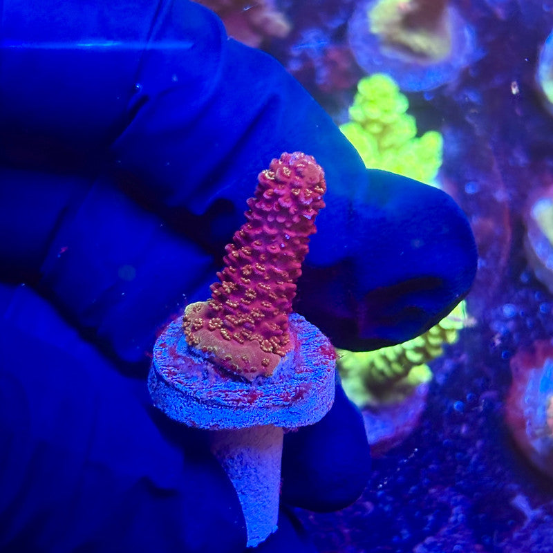 K5-D07-M12 || KFC Indo Millepora SPS Frag WYSIWYG