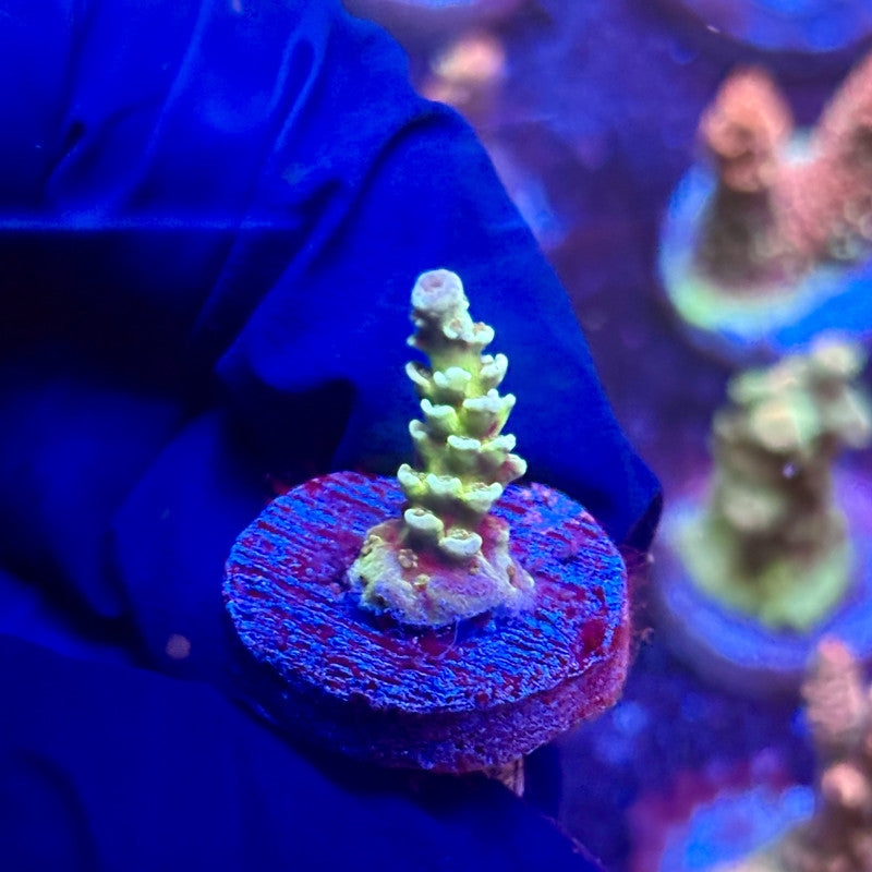 K5-E01-M12 || KFC Indo Tenuis SPS Frag WYSIWYG