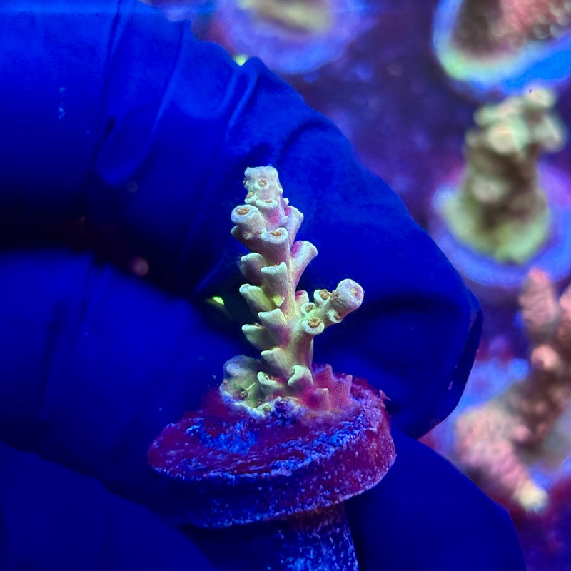 K5-E02-M12 || KFC Indo Tenuis SPS Frag WYSIWYG