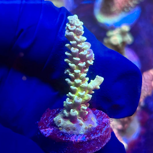 K5-E03-M12 || KFC Indo Tenuis SPS Frag WYSIWYG