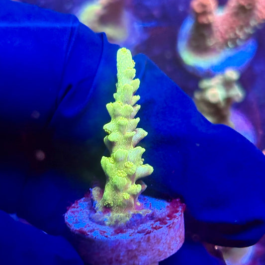 K5-E04-M12 || KFC Indo Tenuis SPS Frag WYSIWYG