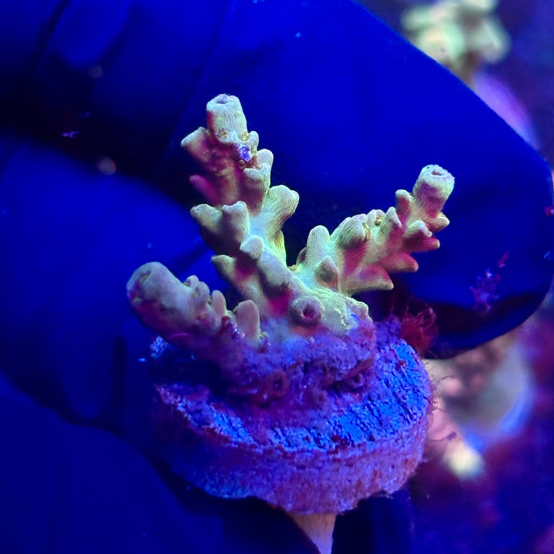 K5-E07-M12 || KFC Indo Tenuis SPS Frag WYSIWYG