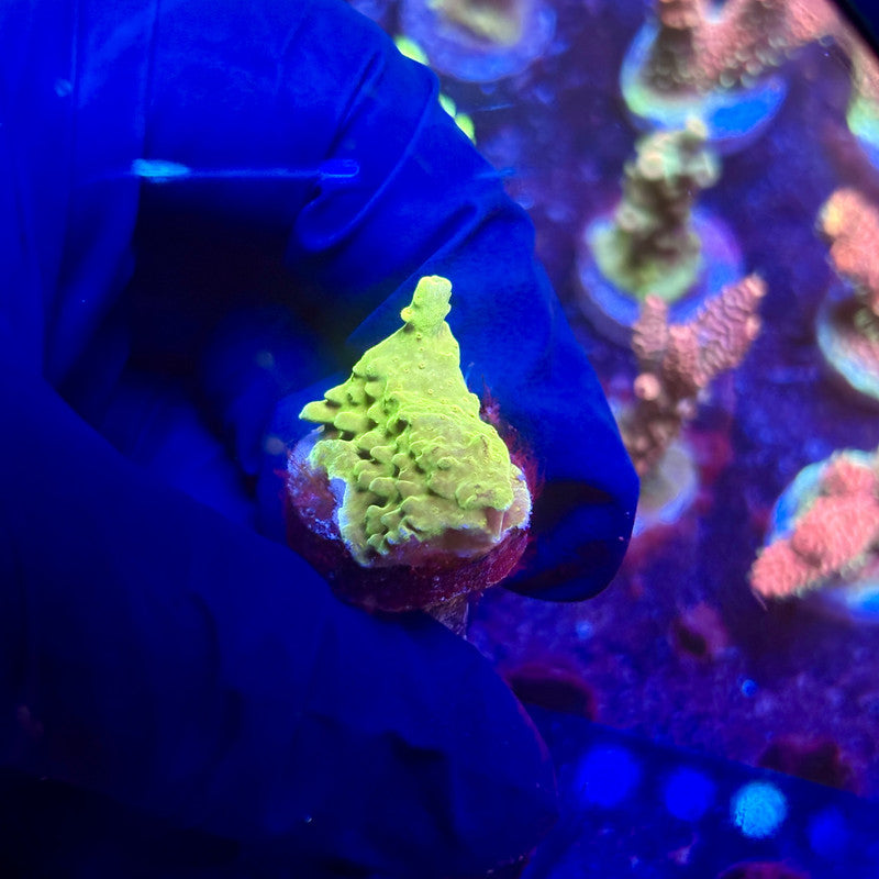 K5-F02-M12 || KFC Indo Smooth Skin SPS Frag WYSIWYG