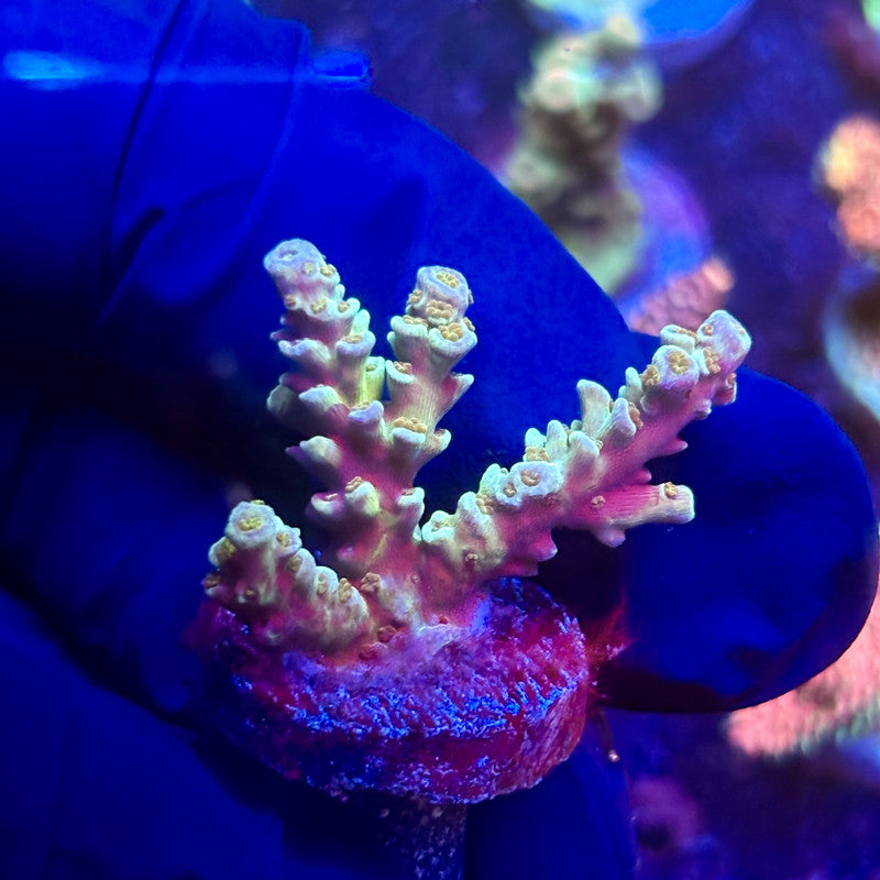 K5-F03-M12 || KFC Indo Tenuis SPS Frag WYSIWYG