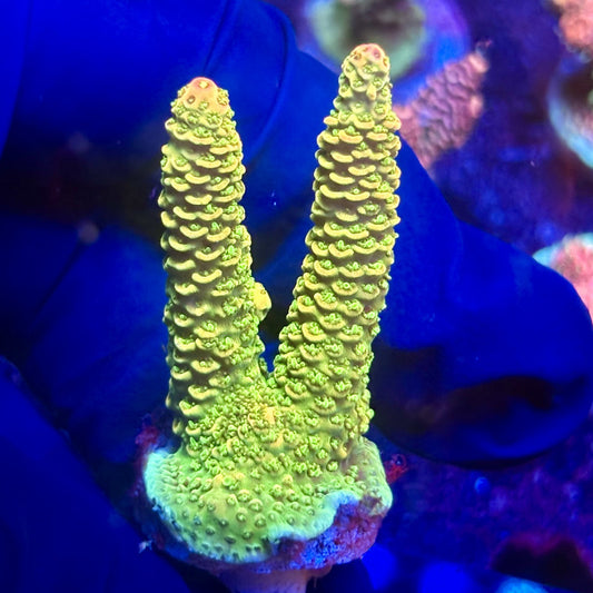 K5-F04-M12 || KFC Indo Millepora SPS Frag WYSIWYG