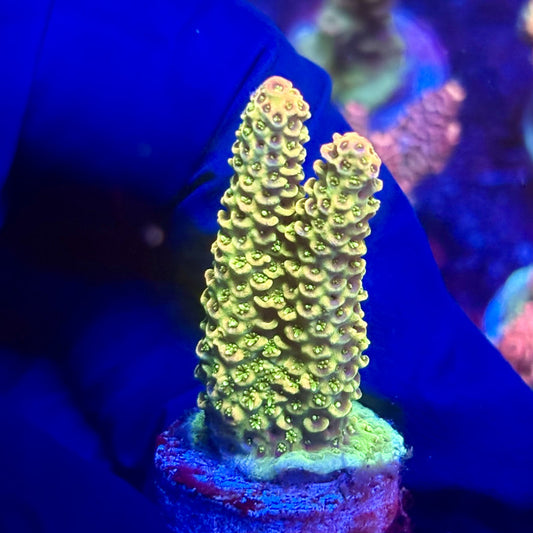 K5-F05-M12 || KFC Indo Millepora SPS Frag WYSIWYG