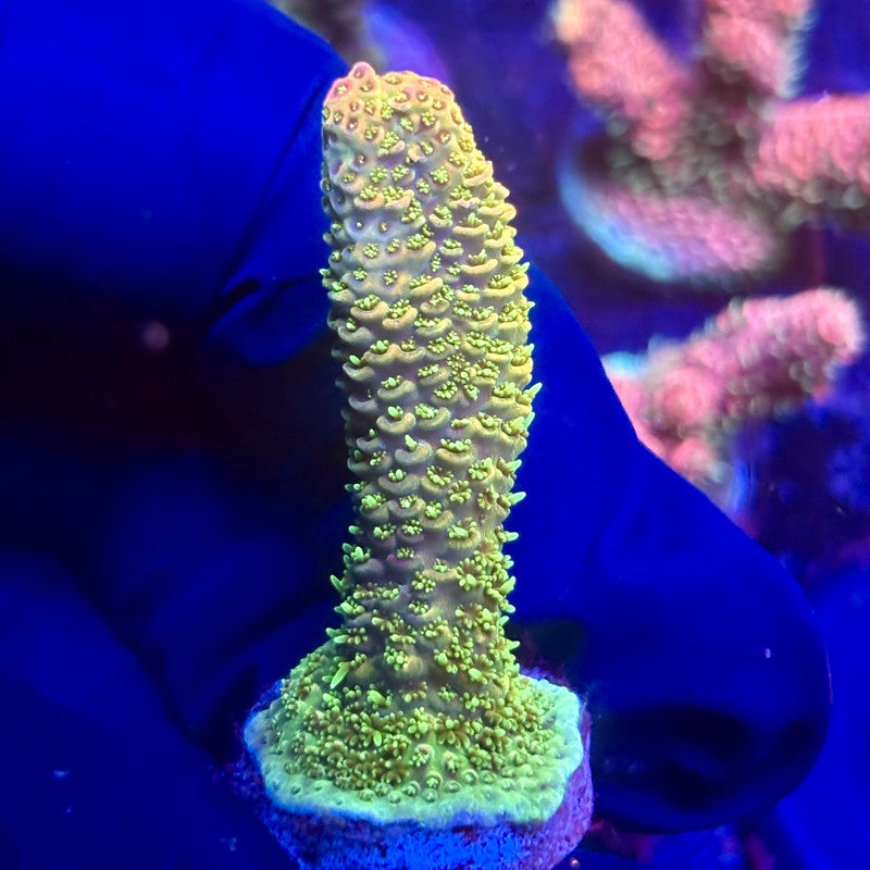 K5-F07-M12 || KFC Indo Millepora SPS Frag WYSIWYG