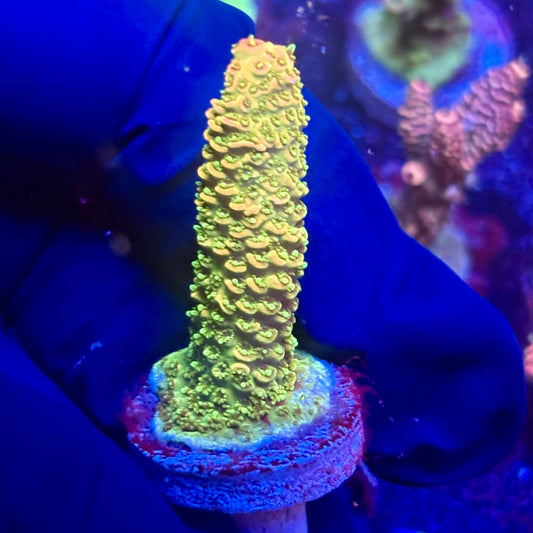 K5-G01-M12 || KFC Indo Millepora SPS Frag WYSIWYG