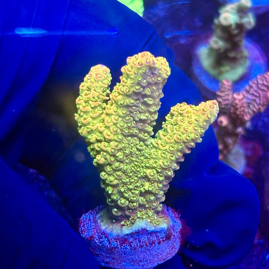 K5-G02-M12 || KFC Indo Millepora SPS Frag WYSIWYG