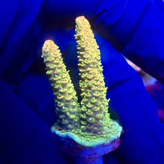 K5-G03-M12 || KFC Indo Millepora SPS Frag WYSIWYG