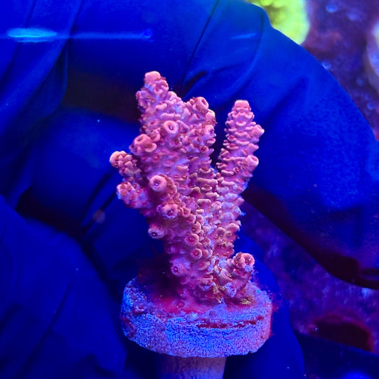 K5-G04-M12 || KFC Indo Millepora SPS Frag WYSIWYG