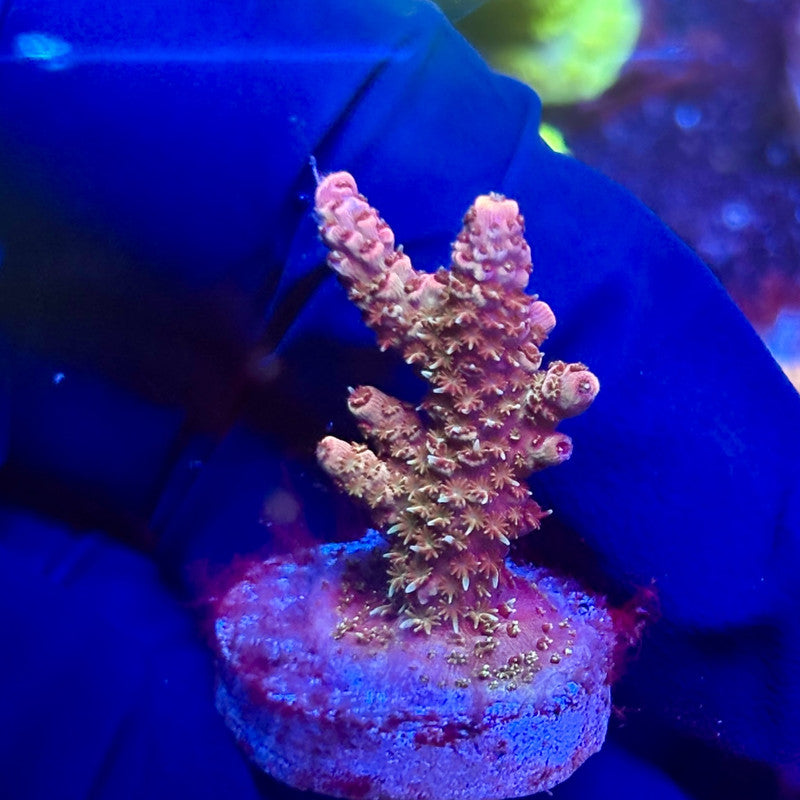 K5-G05-M12 || KFC Indo Millepora SPS Frag WYSIWYG