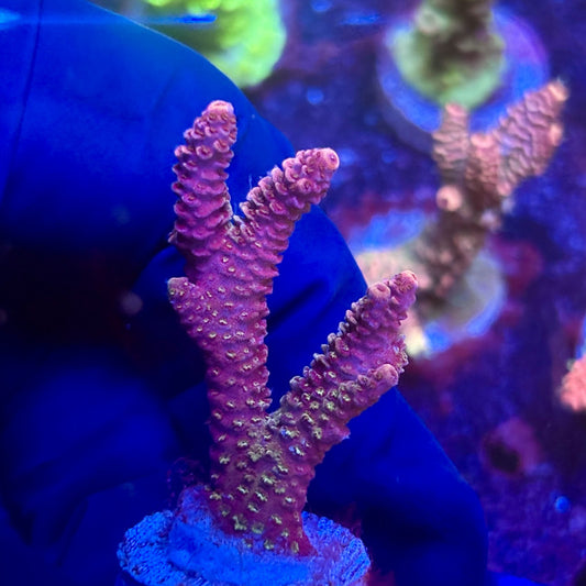 K5-G06-M12 || KFC Indo Millepora SPS Frag WYSIWYG