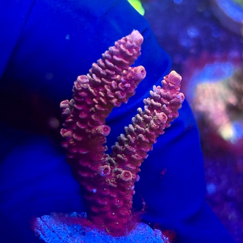 K5-H01-M12 || KFC Indo Millepora SPS Frag WYSIWYG