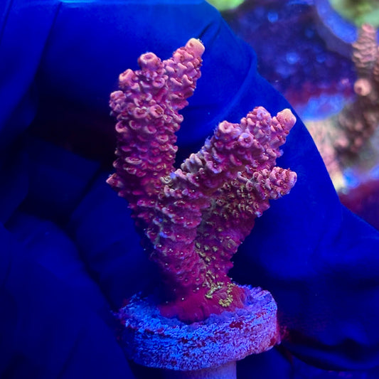 K5-H02-M12 || KFC Indo Millepora SPS Frag WYSIWYG