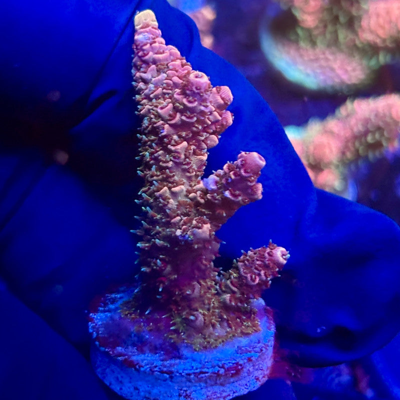 K5-H03-M12 || KFC Indo Millepora SPS Frag WYSIWYG
