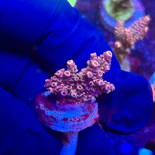 K5-H07-M12 || KFC Indo Millepora SPS Frag WYSIWYG