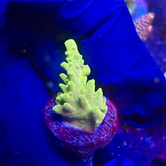 K5-I01-M12 || KFC Indo Smooth Skin SPS Frag WYSIWYG