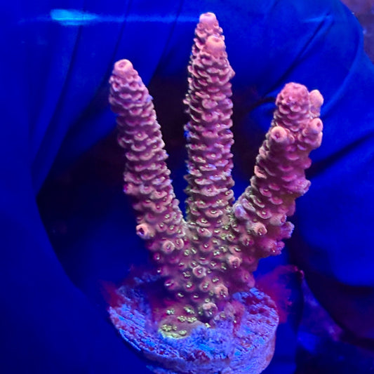 K5-I02-M12 || KFC Indo Millepora SPS Frag WYSIWYG