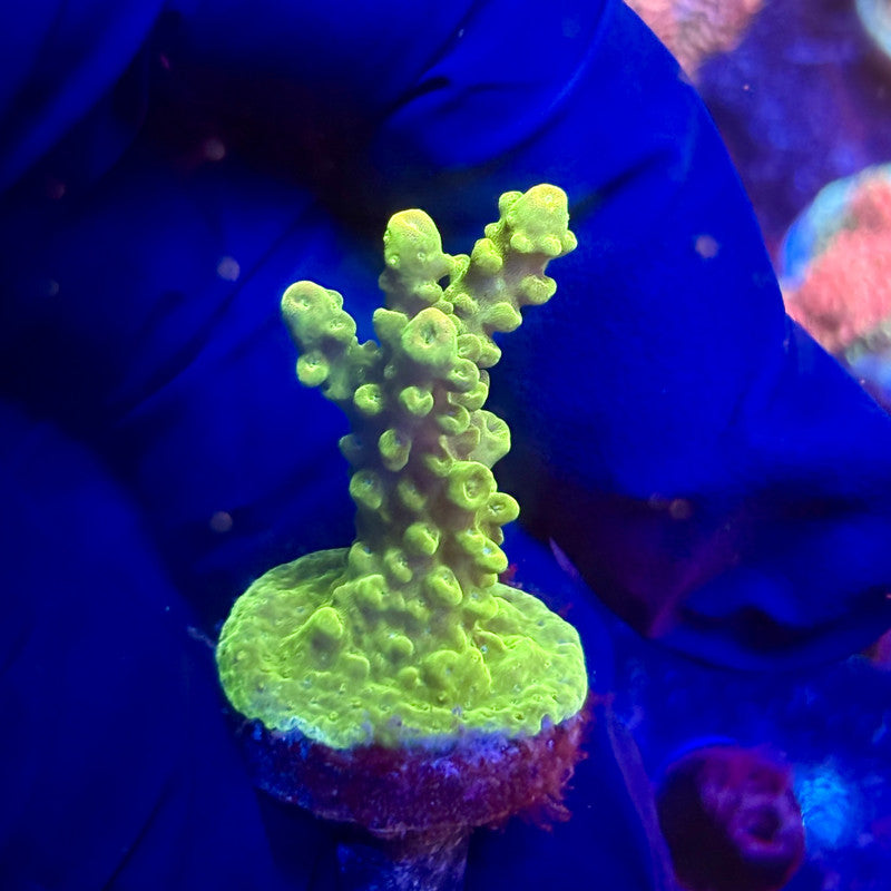 K5-I04-M12 || KFC Indo Smooth Skin SPS Frag WYSIWYG