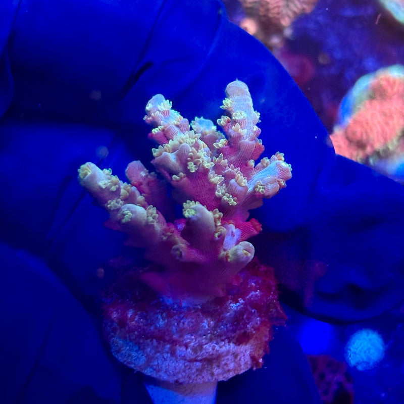 K5-I05-M12 || KFC Indo Tenuis SPS Frag WYSIWYG