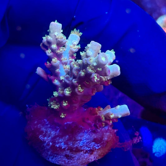 K5-I06-M12 || KFC Indo Tenuis SPS Frag WYSIWYG