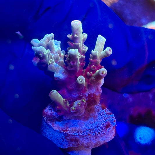 K5-I07-M12 || KFC Indo Tenuis SPS Frag WYSIWYG