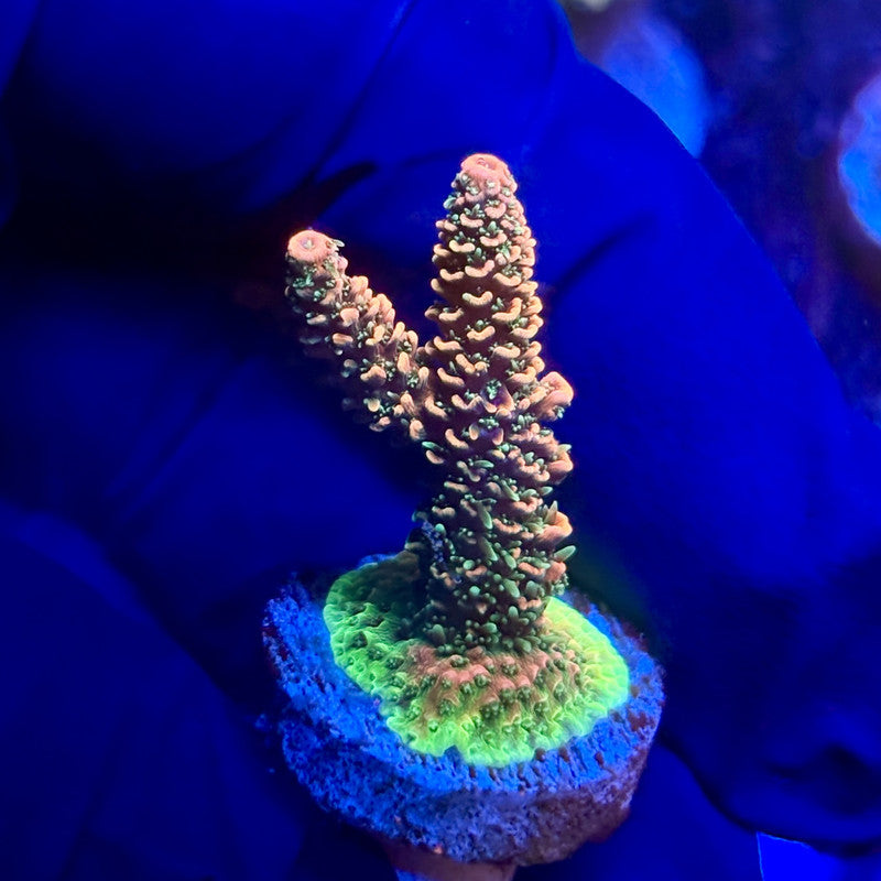 G2-A01-M12 || KFC Indo Millepora SPS Frag WYSIWYG