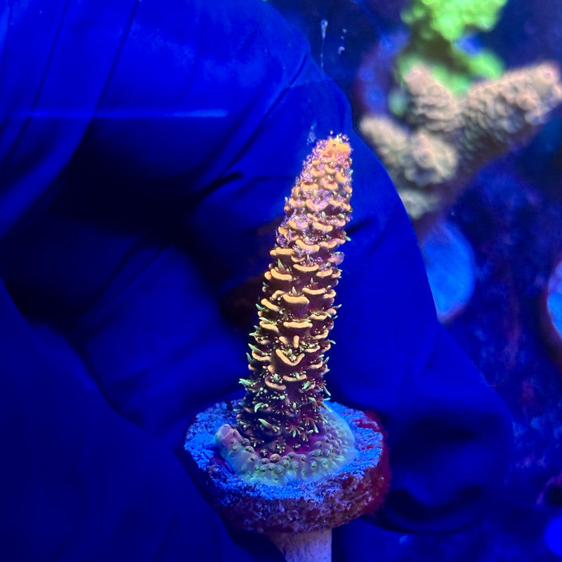 G2-A02-M12 || KFC Indo Millepora SPS Frag WYSIWYG