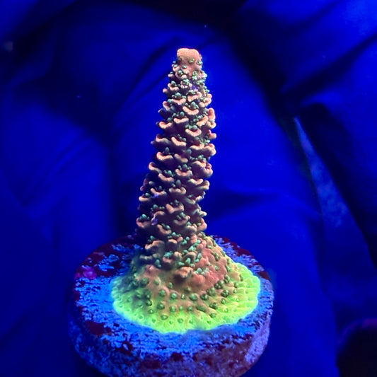 G2-A04-M12 || KFC Indo Millepora SPS Frag WYSIWYG