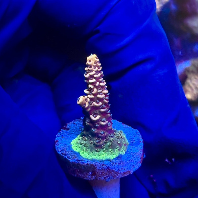 G2-A05-M12 || KFC Indo Millepora SPS Frag WYSIWYG