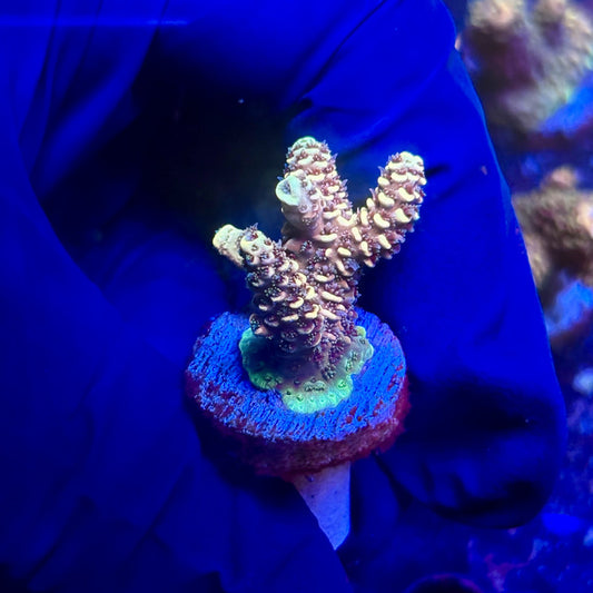 G2-A06-M12 || KFC Indo Millepora SPS Frag WYSIWYG