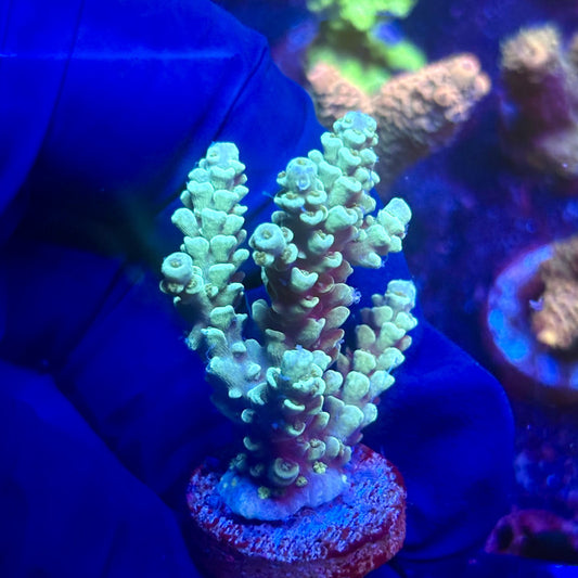 G2-B01-M12 || KFC Indo Tenuis SPS Frag WYSIWYG