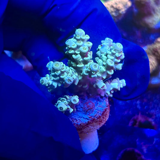 G2-B02-M12 || KFC Indo Tenuis SPS Frag WYSIWYG