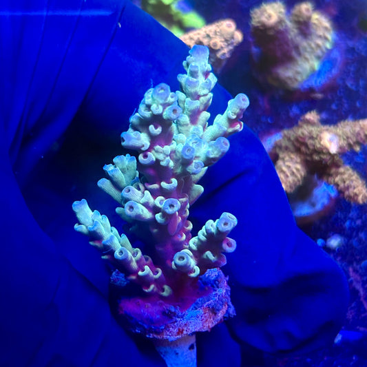 G2-B03-M12 || KFC Indo Tenuis SPS Frag WYSIWYG