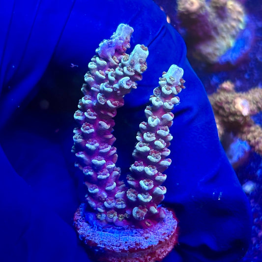 G2-B04-M12 || KFC Indo Tenuis SPS Frag WYSIWYG