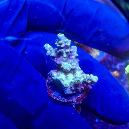 G2-B05-M12 || KFC Indo Tenuis SPS Frag WYSIWYG