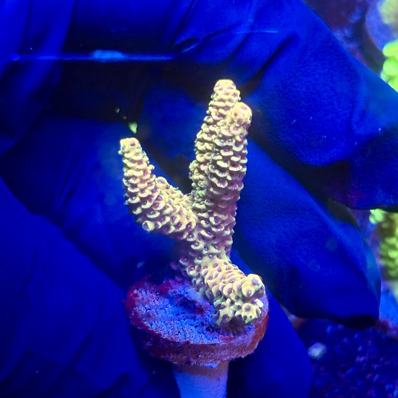 G2-B06-M12 || KFC Indo Millepora SPS Frag WYSIWYG