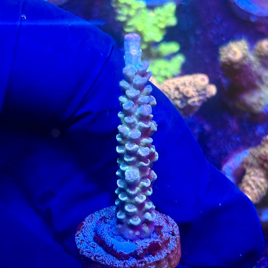 G2-B07-M12 || KFC Indo Tenuis SPS Frag WYSIWYG