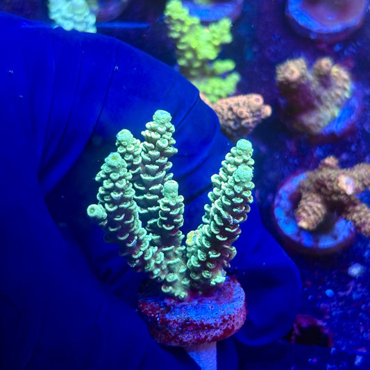 G2-C01-M12 || KFC Indo Tenuis SPS Frag WYSIWYG