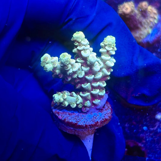 G2-C02-M12 || KFC Indo Tenuis SPS Frag WYSIWYG