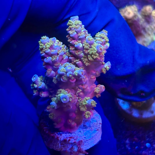 G2-C03-M12 || KFC Indo Tenuis SPS Frag WYSIWYG