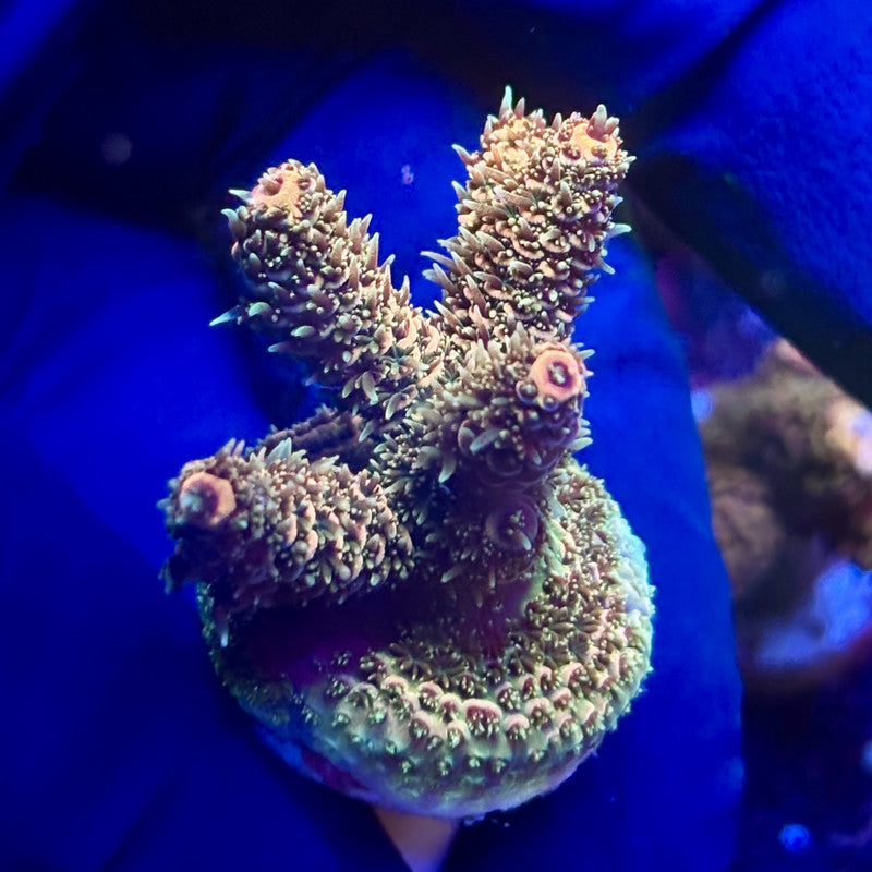 G2-C05-M12 || KFC Indo Millepora SPS Frag WYSIWYG