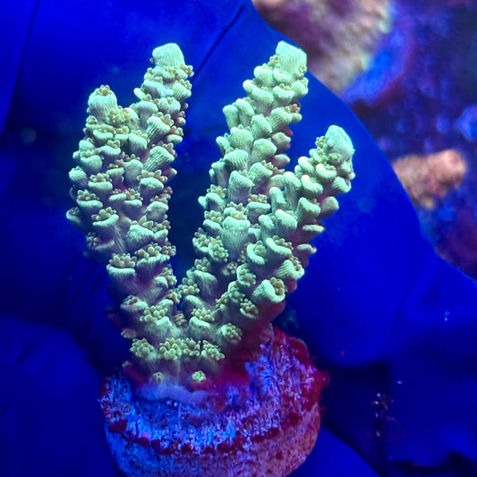 G2-C06-M12 || KFC Indo Tenuis SPS Frag WYSIWYG