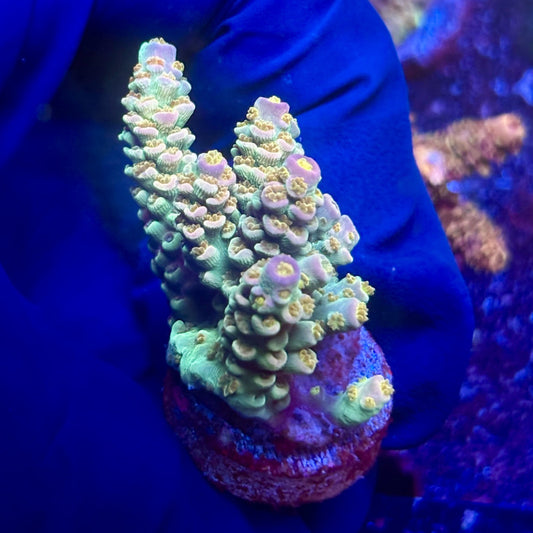 G2-C07-M12 || KFC Indo Tenuis SPS Frag WYSIWYG