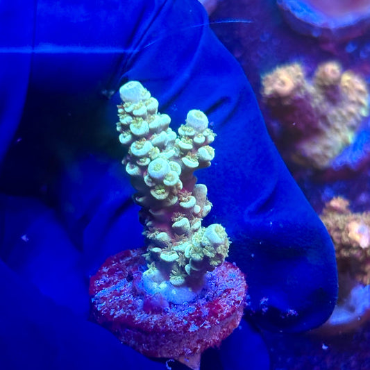 G2-D01-M12 || KFC Indo Tenuis SPS Frag WYSIWYG