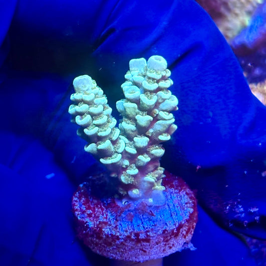 G2-D02-M12 || KFC Indo Tenuis SPS Frag WYSIWYG