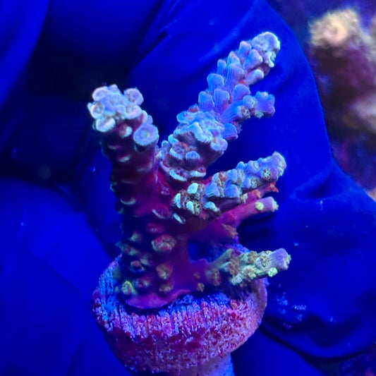 G2-D03-M12 || KFC Indo Tenuis SPS Frag WYSIWYG